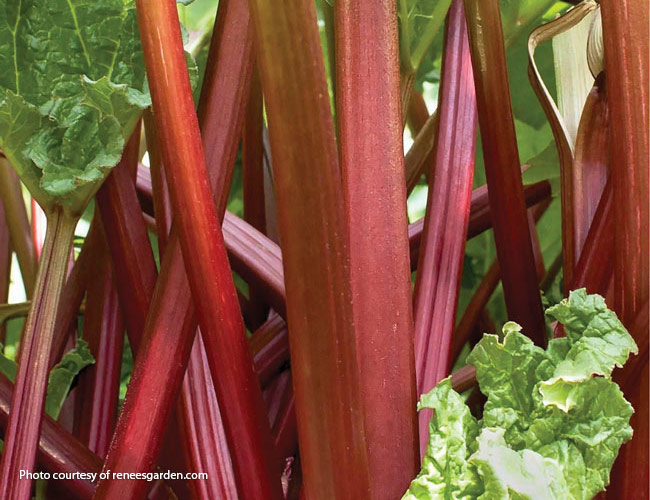 Crimson Red Rhubarb s laskavým svolením ReneesGarden.com: Crimson Red Rhubarb s laskavým svolením ReneesGarden.com